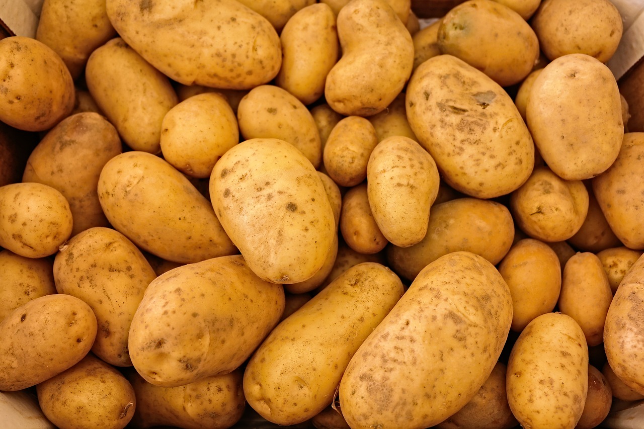 The Benefits of Organic vs. Conventional Gardening